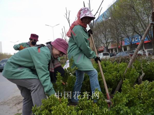 河南 濮陽 樹木