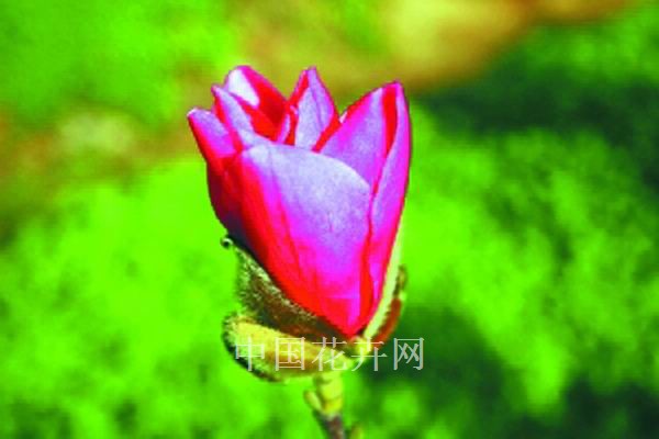 紅花玉蘭 花卉 北京