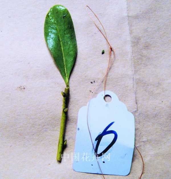 花葉海桐 苗木 繁殖