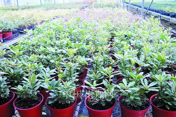 花葉海桐 苗木 繁殖