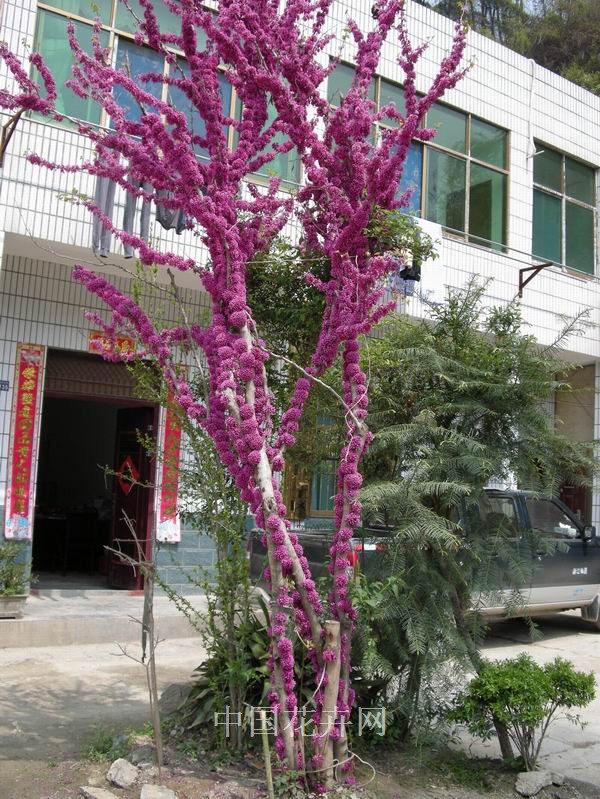 紫荊 農村 綠化