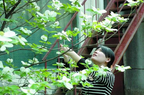 植物 大花四照 鄭州