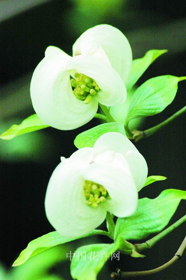 植物 大花四照 鄭州