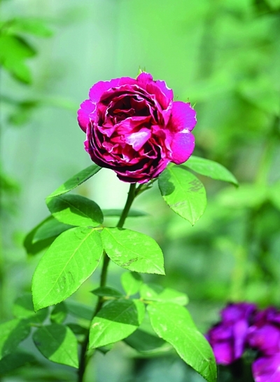 南京 公園 月季