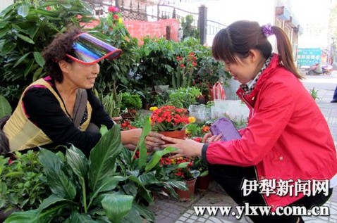 新疆 伊寧 盆花