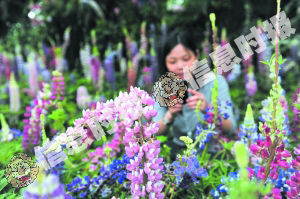 魯冰花 臺灣 華南植物園