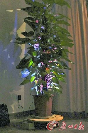 植物 傳感器 說話