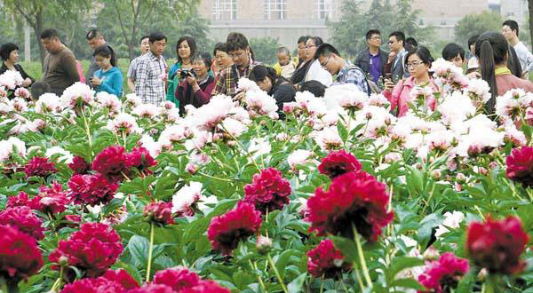 洛陽 牡丹 芍藥