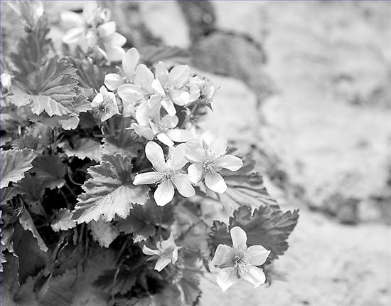 河北 邯鄲 太行花