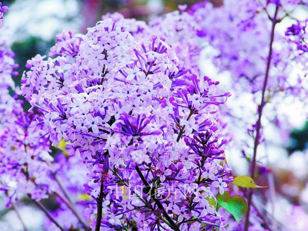 哈爾濱 丁香 綠化