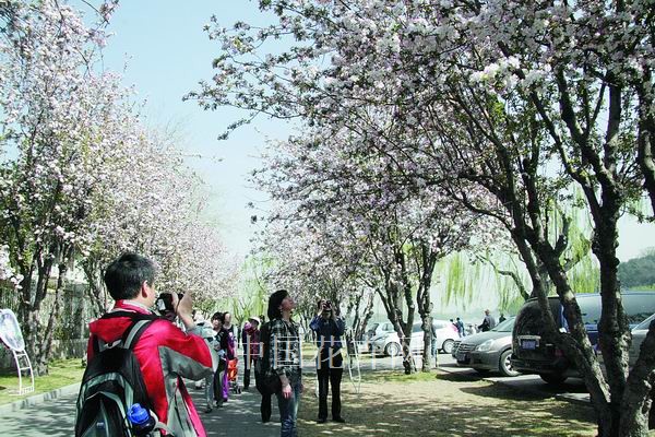北海 公園 海棠