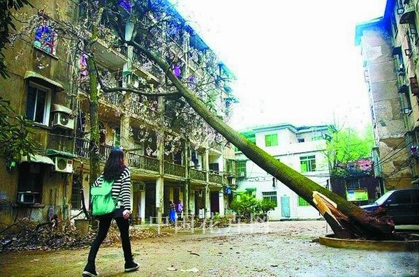 長沙 泡桐 移除