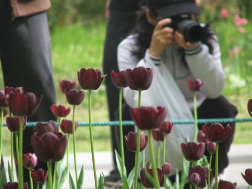 北京 植物園 郁金香