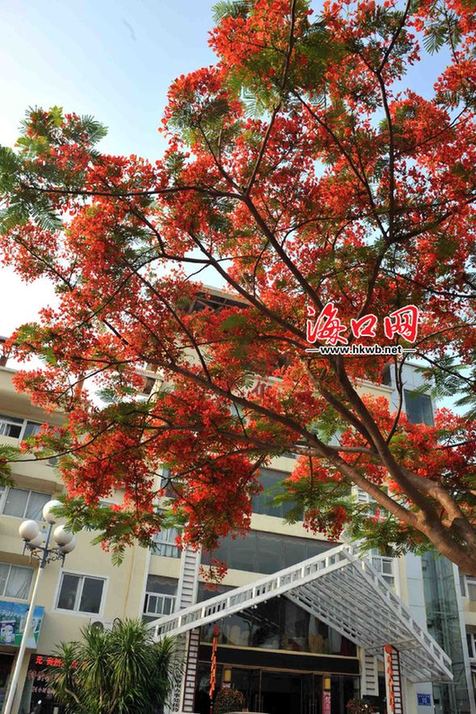 海口 綠化 植物 品種 多樣化 鳳凰花 中國風景園林網