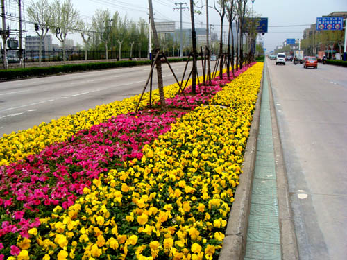 吉林 花卉 栽植