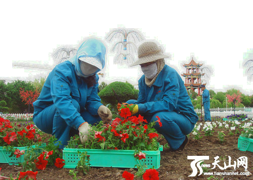 新疆 花卉 山花節