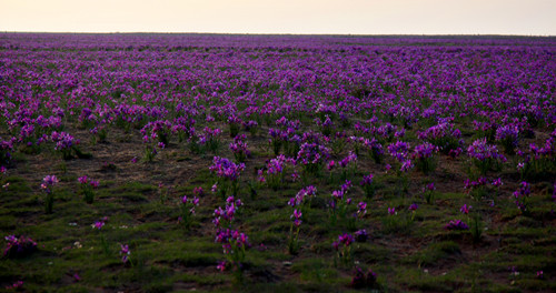 內(nèi)蒙古 馬蘭花 花卉