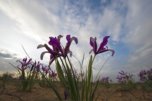 內(nèi)蒙古 馬蘭花 花卉