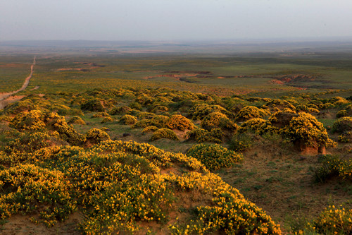 內(nèi)蒙古 馬蘭花 花卉