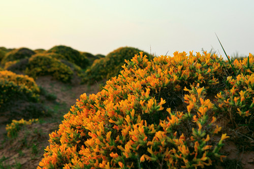 內(nèi)蒙古 馬蘭花 花卉