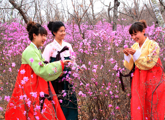 內蒙 呼倫貝爾 杜鵑