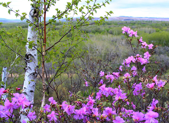 內蒙 花卉 杜鵑