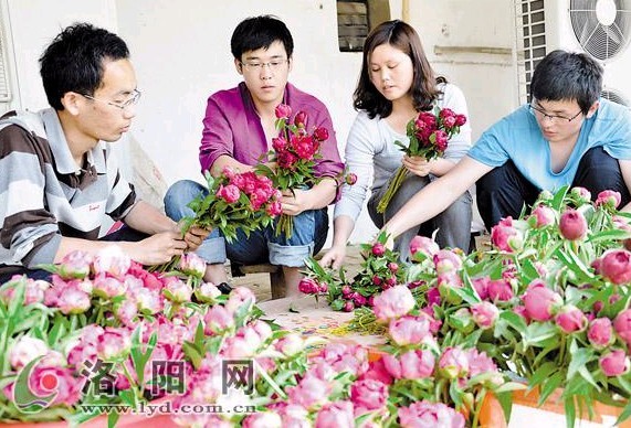 牡丹 洛陽 芍藥 荷蘭