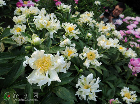 洛陽 牡丹 芍藥