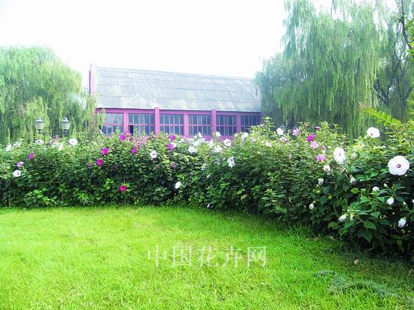 大花秋葵 芙蓉 綠化