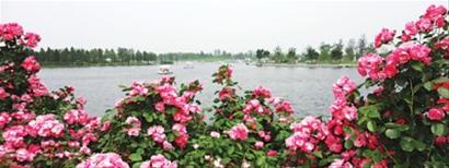 上海 月季 花卉