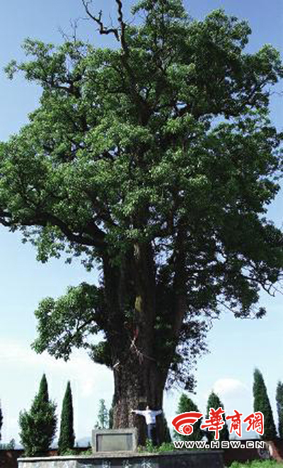 陜西 重陽(yáng)木 菩提樹