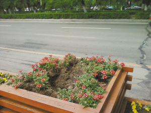 路邊 景觀花 一夜被偷 中國風景園林網