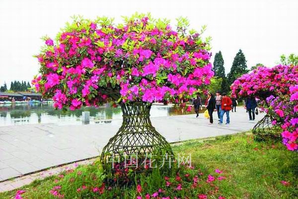 成都 杜鵑 花瓶