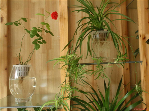 水培植物 旺季 中國(guó)風(fēng)景園林網(wǎng)