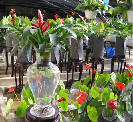 水培植物 旺季 中國(guó)風(fēng)景園林網(wǎng)