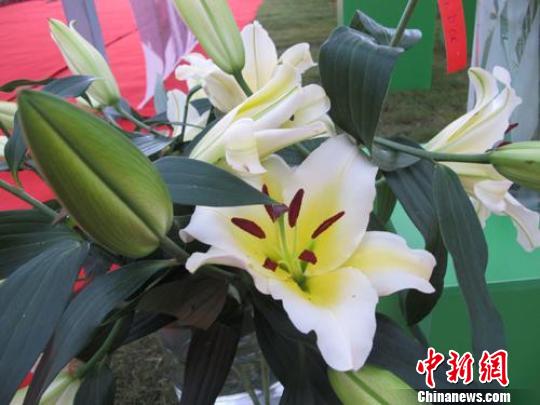 江蘇 東海 荷蘭