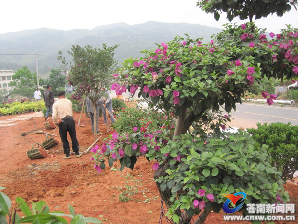 溫州 苗木 花園