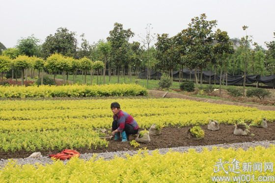 江蘇 市場 苗木