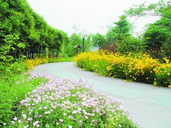 金雞菊 月見草 公園