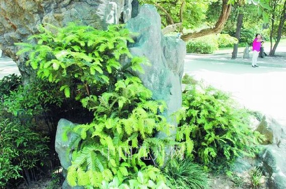 河南 鄭州 鄉(xiāng)土植物