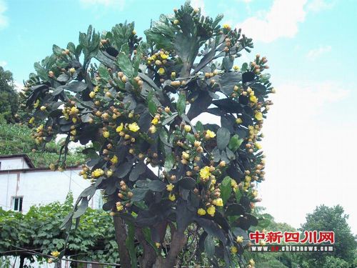 四川 仙人掌 長寧