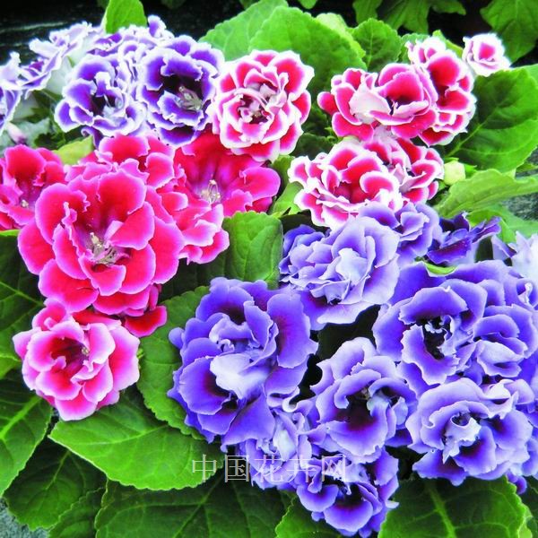 夏季 植物 養護