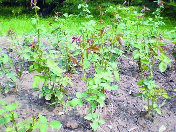 夏季 植物 養護