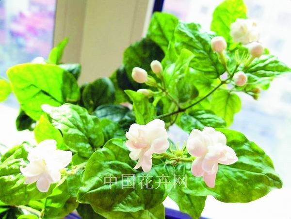 夏季 植物 養護