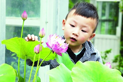 南京 荷花 莫愁湖