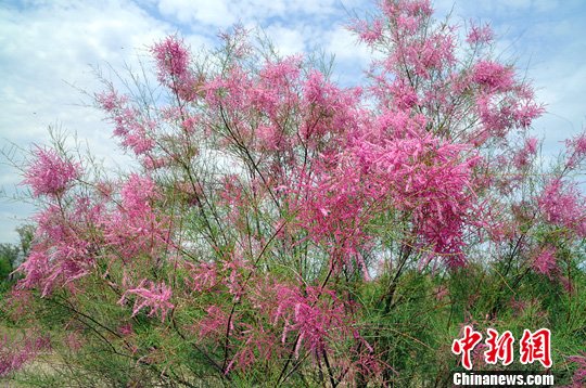 新疆 紅柳 隔壁