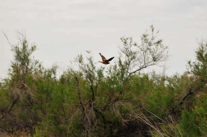 新疆 紅柳 隔壁