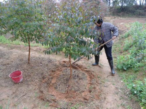 江西 苗木 施肥