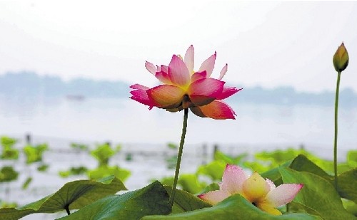 荷花 杭州 西湖