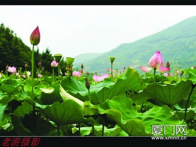 廈門 荷花 園博苑